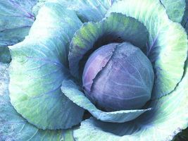 400 RED ACRE Cabbage Seeds Heirloom Spring Fall Vegetable - $7.89