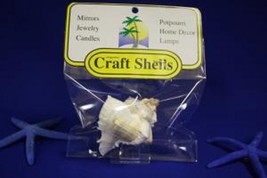  sea shell 1 Murex Virgineus in a pack for craft or aquarium very nice  - £3.66 GBP