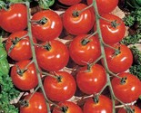 120 Seeds Sweetie Cherry Tomato Seeds  Non Gmo Heirloom Organic Fresh Fa... - $8.99