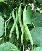 Blue Lake Pole Bean Seeds 75 Ct Green Vegetable Garden Heirloom NON-GMO  - $12.38