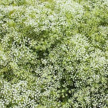 Baby&#39;S Breath Perennial Classic Cut Flowers Pollinators 200 Seeds - £7.06 GBP