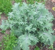 SEPT 200 Seeds Russian Red Kale Organic Crop Of 2023 Winterhardy Zone 3 11 - $5.88