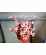 Calico Kitten Crassula Pellucida Variegated Live Succulent (4&quot; Variegated ) - $654.59 MXN