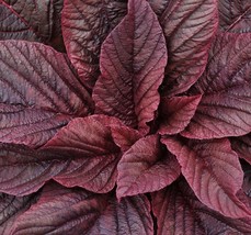 Red Garnet Mustard Seeds Heirloom Non GMO Fresh Garden Seeds Fast Grow - $9.95