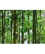 Easy Grow Fresh Giant Moso Bamboo bonsais, 50 SEEDS D - $12.35