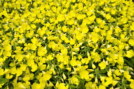 Septh 150 Dwarf Evening Primrose Missouri Ozark Sundrops Oenothera Yellow Flower - $6.00