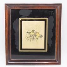 Vintage Cinnyris Pectoralis Aves Estampado Oscuro Marco de Madera - £103.68 GBP