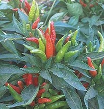 Pepper Hot Thai Heirloom Vegetable - 15 Seeds Fresh Gardening USA SELLER - £9.15 GBP