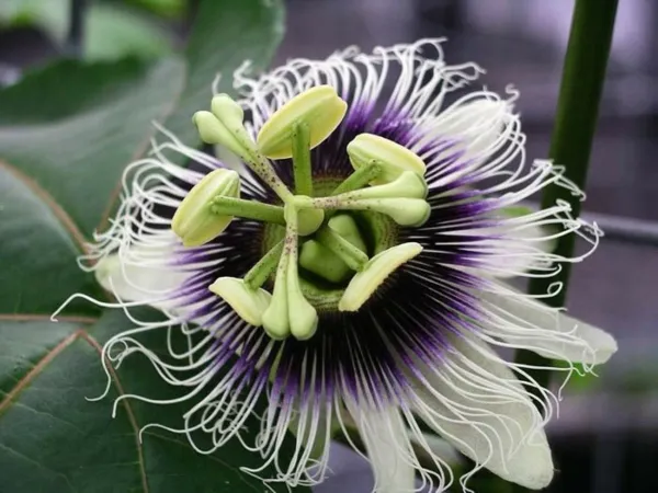 Passiflora Edulis Flavicarpa Yellow Passionfruit 20 Seeds Garden - £15.90 GBP