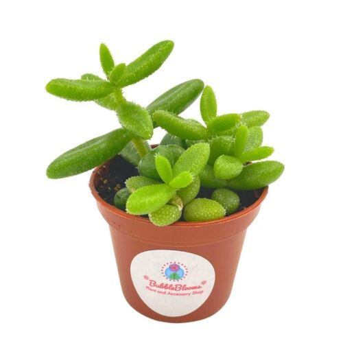 Pickle plant. Delosperma echinatum, in a 2 inch pot. Super cute well rooted - $6.79