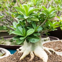 Rare Adenium Arabicum Supermario Seeds (3-Pack) - Exotic Bonsai, Perfect Garden  - £6.29 GBP