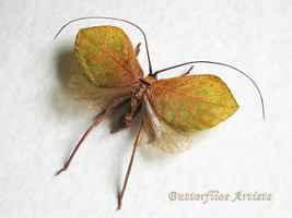Leaf Mimic Katydid Cycloptera Speculata Rare Grasshopper Entomology Shad... - $127.99