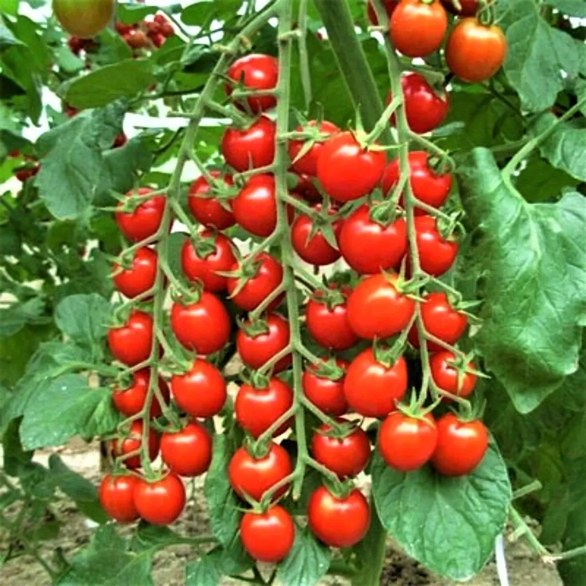 Tomato Cherry 50 Seeds - £8.64 GBP