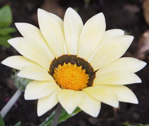 Gazania Garden Leader White Gazania Rigens 200 Bulk Seeds Fresh Seeds - £54.04 GBP