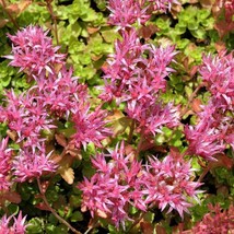 Fresh Purple Carpet Sedum Seeds 500 Seeds Spurium Coccineum Purple Ca - £15.77 GBP