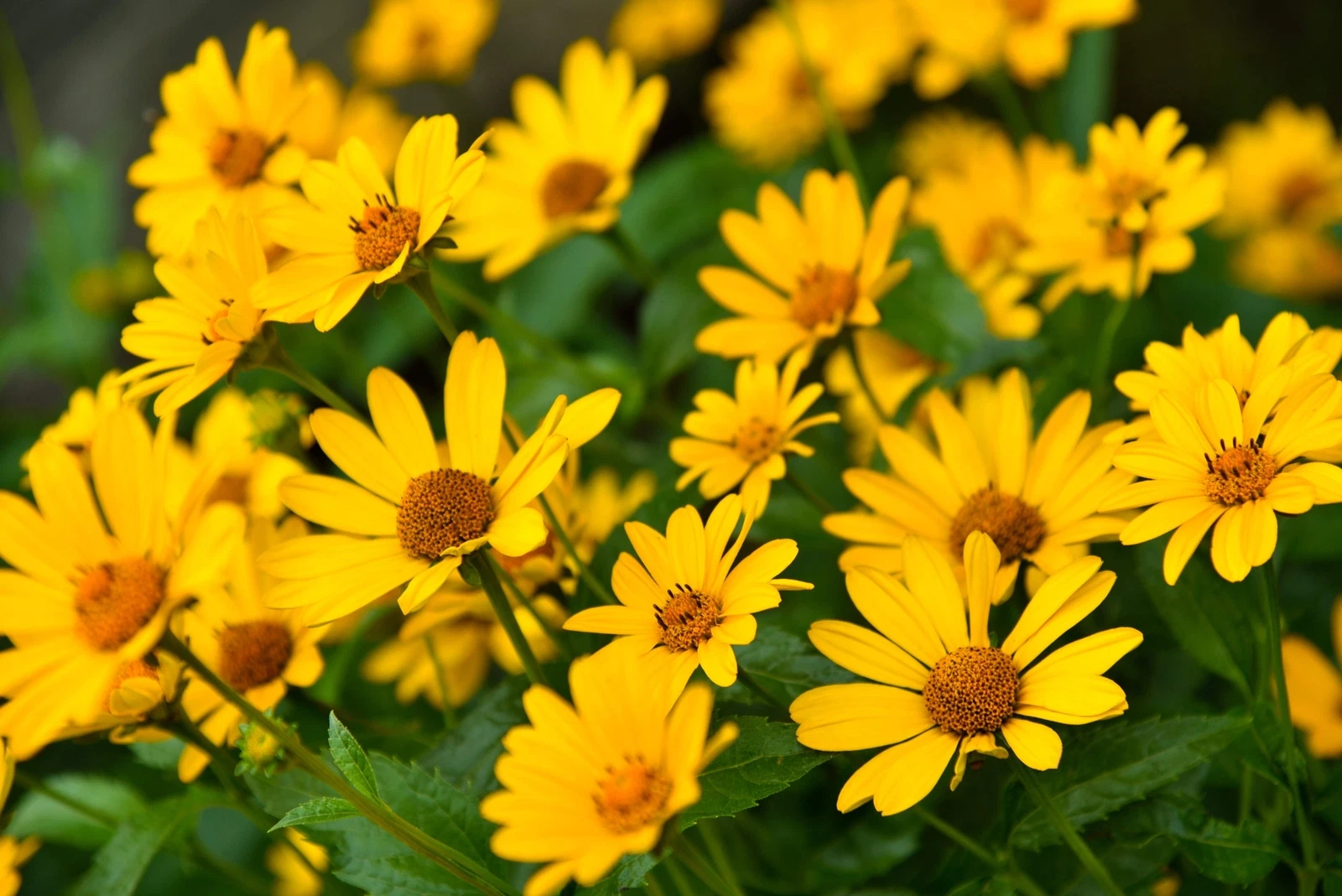 100 SWAMP SUNFLOWER (Narrowleaf Sunflower) Helianthus Angustifolius Flow... - $10.11