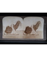Antique Underwood Stereoview Ocean Sea Anemone Rare Find 13589 Cladactis... - $19.99