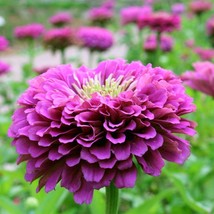 USA SELLER 200 purple prince seeds 104 Free Shipping - $14.70