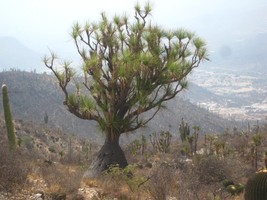 Mexican Pony-tail Palm - Beaucarnea gracilis - 5+ seeds - Graines - Same... - $77.80 MXN