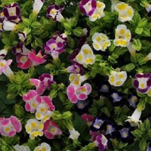 1R7D5 Torenia Seeds Kauai Mix 50 Thru 500 Pelleted Seedss Gardening USA Shipping - £11.14 GBP