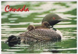 Postcard Animal Common Loon With Babies 4.75&quot; x 6.75&quot; - $3.95