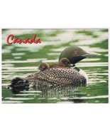 Postcard Animal Common Loon With Babies 4.75&quot; x 6.75&quot; - £3.13 GBP