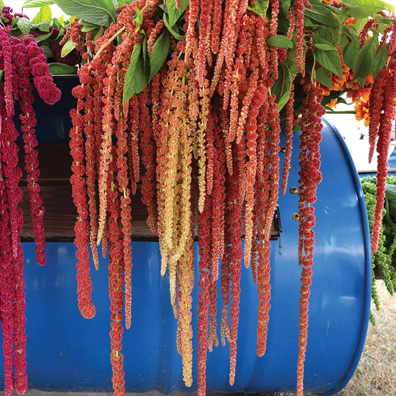 Amaranthus Coral Fountains 50 Seeds - $9.42