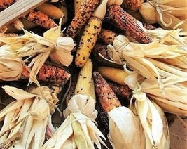 50 Indian Mini Mix Corn Miniature 4&quot; Ears Zea Mays Vegetable Seeds Fresh Usa Sel - $10.45