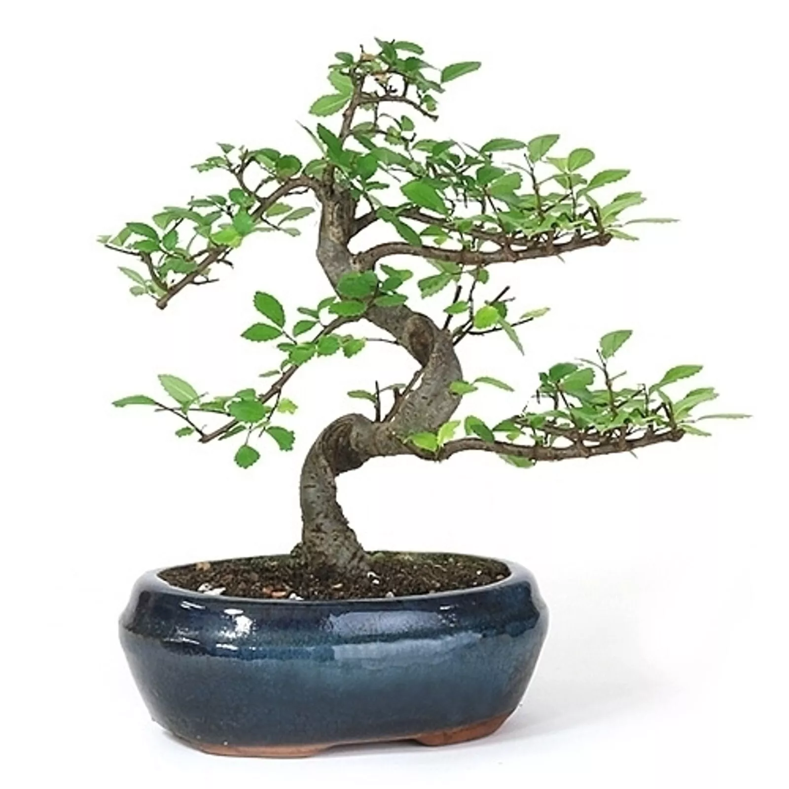 PSStore Chinese Elm Bonsai Tree 3 5 Years Old 8&quot; 11&quot; Tall Potted In 6&quot; C... - $151.38