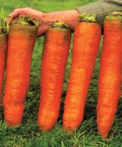 100 seeds Carrots Krasnyy Velikan - Red Giant Organic Russian Heirloom V... - £11.87 GBP