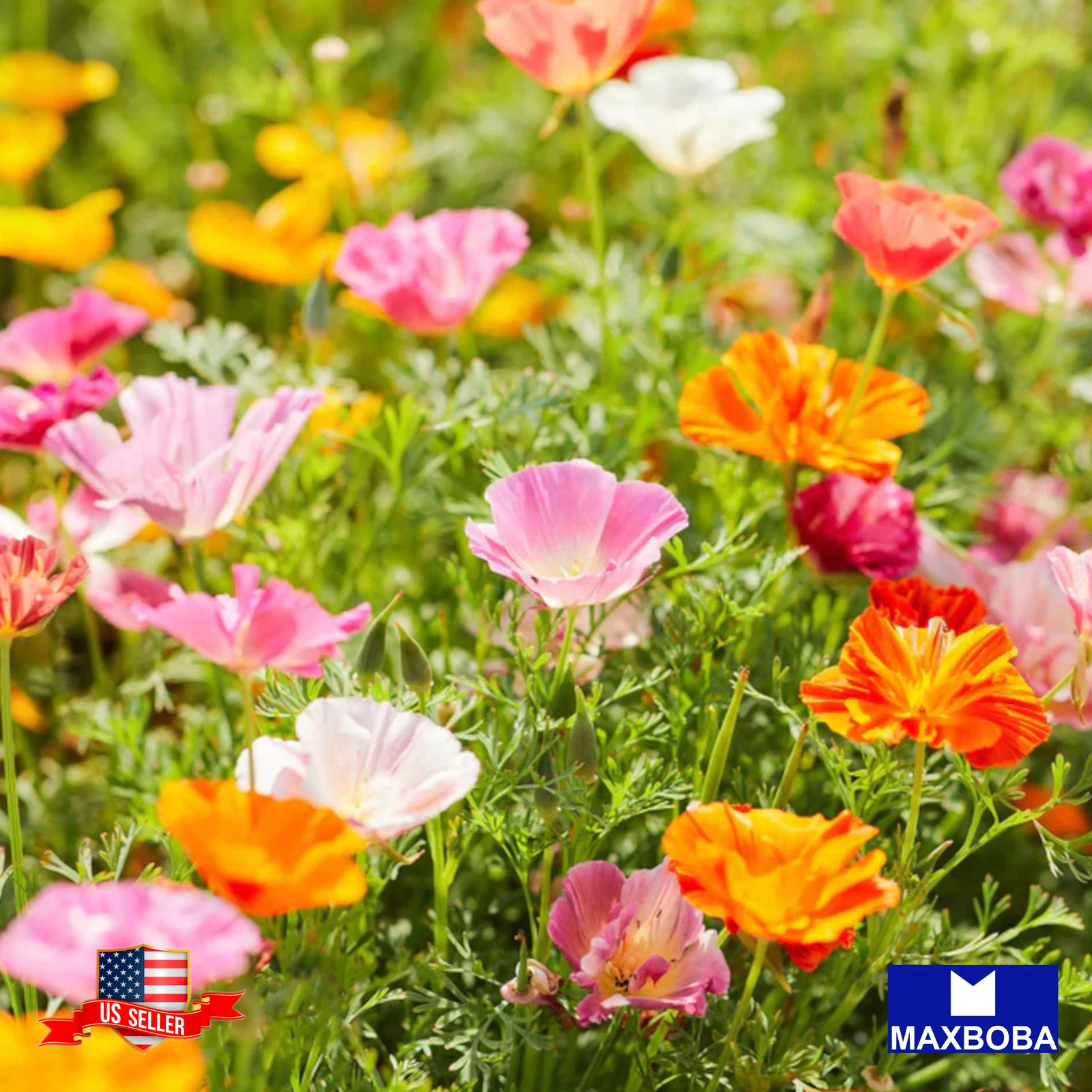 250 Ballerina Mix California Poppy Seeds Non-GMO Heirloom BTGO 75% OFF - $14.95 CAD