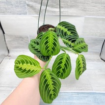 AWS Maranta Lemon Lime Prayer Plant, Maranta Leuconeura &#39;Marisela&#39; in 4&quot;... - £23.03 GBP