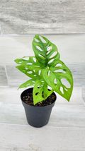 4&quot; Pot Monstera adansonii,Philodendron Swiss Cheese, Philodendron - $33.98