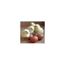 8  Nest Egg Gourd Seeds-1168A - £3.17 GBP