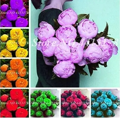 10 Mixed Peony Seeds: Double Petals in Vibrant Colors - £6.85 GBP