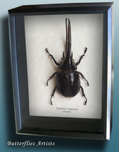 Huge Rhinoceros Dynastes Neptunus Real Beetle Entomology Collectible In ... - £194.67 GBP