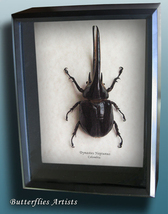 Huge Rhinoceros Dynastes Neptunus Real Beetle Entomology Collectible In ... - £195.23 GBP