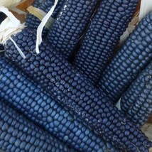 Blue Rio Grande Pueblos Corn Blue Flour Corn Blue Flour Corn 50 Seeds New Fresh  - $13.90