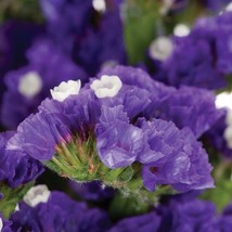 Th 50+ Statice Purple Attraction Flower Seeds / Annual / Great Gift / Long Lasti - £12.39 GBP