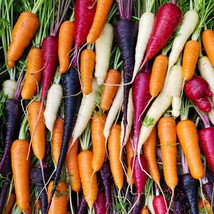 300 Scarlet Nantes Carrot Seeds 2024 Usa Fresh New - £5.83 GBP