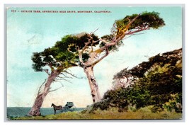 Ostrich Tree Seventeen Mile Drive Monterey California CA DB Postcard U16 - £2.12 GBP
