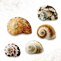 5 Pcs Natural Hermit Crab Shells Large, Sea Turbo Shells, Hermit Crab Ho... - £10.72 GBP