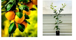 Live Citrus Plant - Dwarf Owari Satsuma Mandarin Tree - 26-30&quot; Tall - Ga... - £112.44 GBP