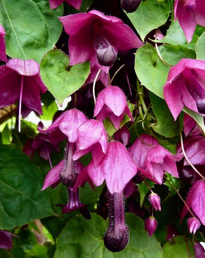 Rhodochiton Atrosanguineus Seeds - Purple Bell Vine - Exotic - Unique - Green - $10.99