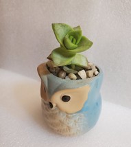 Succulent in Ceramic Owl Planter, Crassula String of Buttons, 2.5" Animal Pot image 4