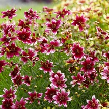 2.5&quot; pot sun coreopsis Berry Chiffon tickseed raspberry - 1 Live Potted Plant - £39.07 GBP