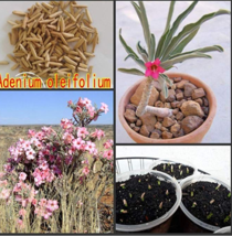 100% Fresh Real Adenium boehmianum - Adenium Obesum semillas - Bonsai Desert Ros - £11.00 GBP