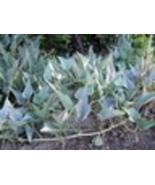 Buffalo (Coyote) gourd - Rare, wild vine, drought resistant, widely adap... - €4,76 EUR