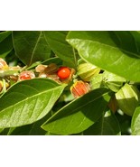 LKS Withania Somnifera 50 Seeds Indian Ginseng Ashwagandha Herb Shipped ... - $11.13