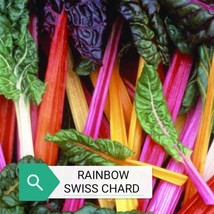 Rainbow Swiss Chard Seeds Fresh Seeds Fast Shipping - $17.79